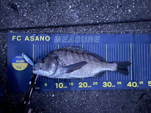 クロダイの釣果