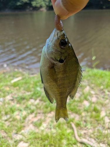 ブルーギルの釣果