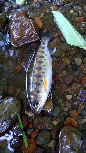 ヤマメの釣果