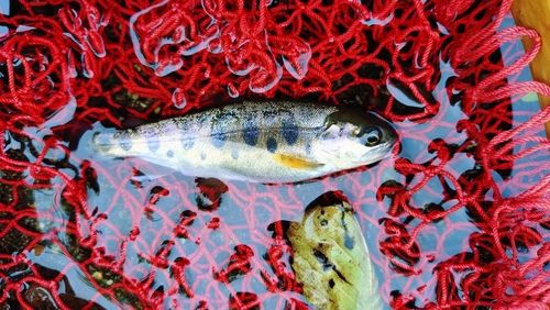 ヤマメの釣果