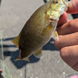 スモールマウスバス