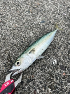 サバの釣果