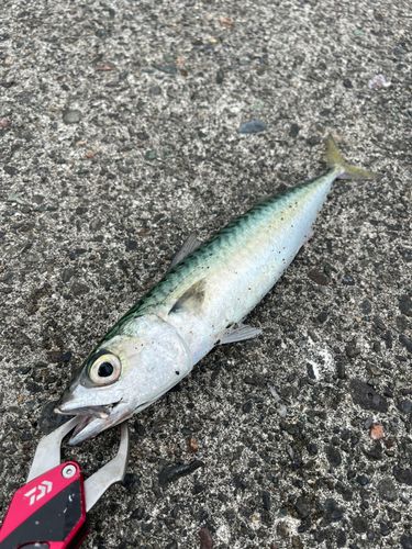 サバの釣果