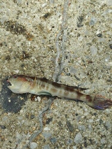 イトヒキハゼの釣果