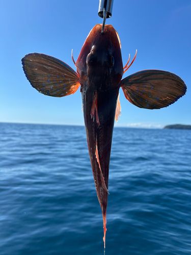 ホウボウの釣果