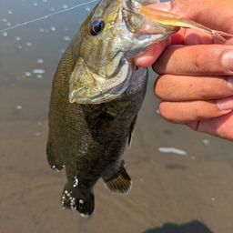 スモールマウスバス