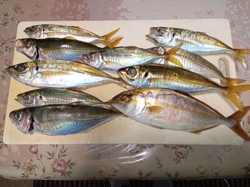マアジの釣果