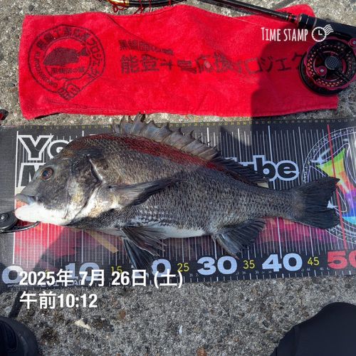 チヌの釣果