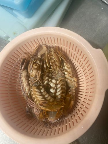 シャコの釣果