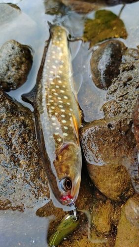 エゾイワナの釣果