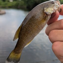 スモールマウスバス