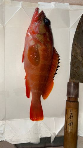 アカハタの釣果