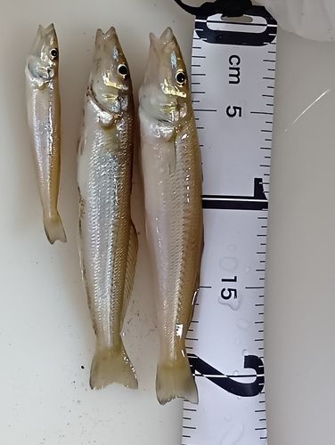 キスの釣果
