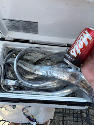 タチウオの釣果