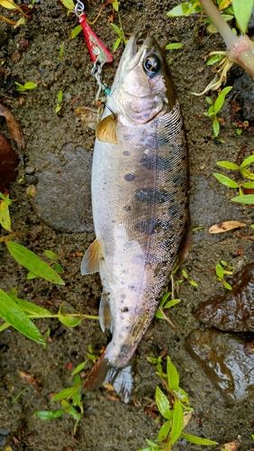 ニジマスの釣果