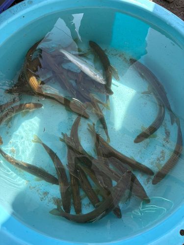 アユの釣果