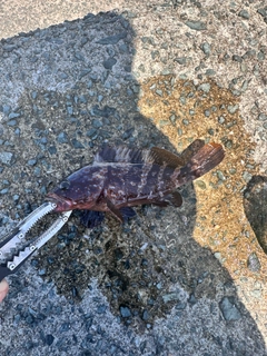 キジハタの釣果