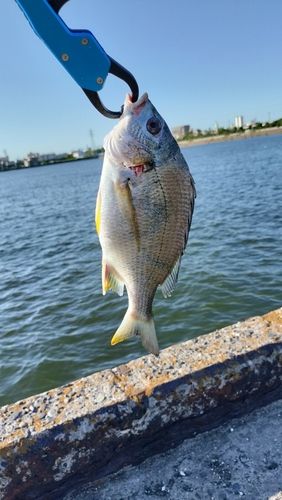 キビレの釣果