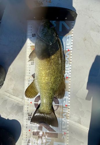 スモールマウスバスの釣果