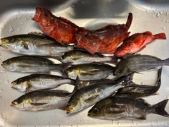 イサキの釣果