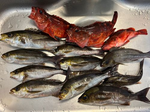 イサキの釣果
