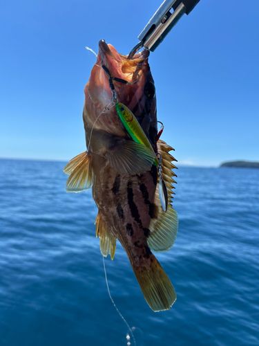 ホウキハタの釣果