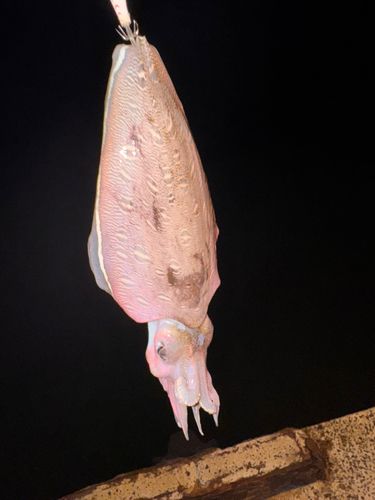 コウイカの釣果