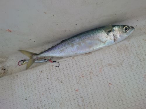サバの釣果
