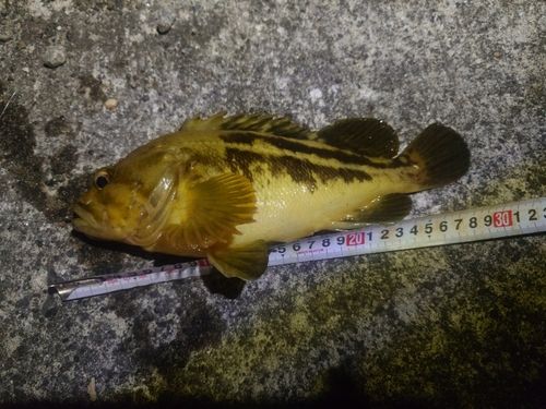 シマソイの釣果
