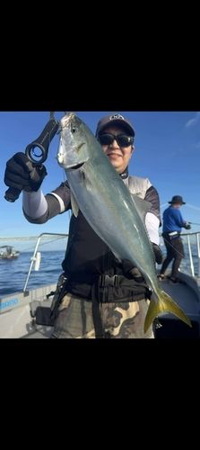 ハマチの釣果
