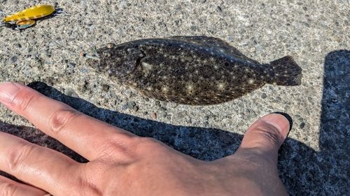 ソゲの釣果