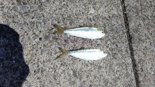 サッパの釣果