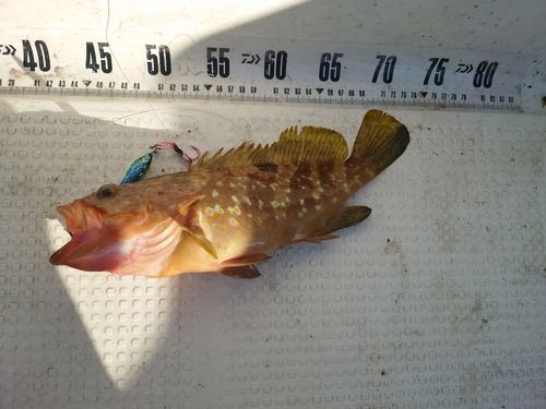 キジハタの釣果