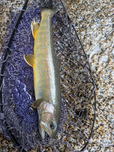 ヤマトイワナの釣果