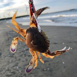 ヒラツメガニ