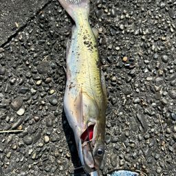 アメリカナマズ