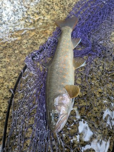 ヤマトイワナの釣果