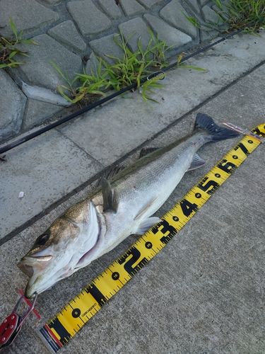 シーバスの釣果