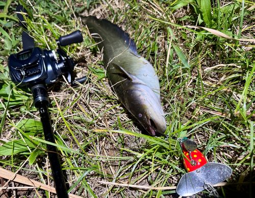 ナマズの釣果