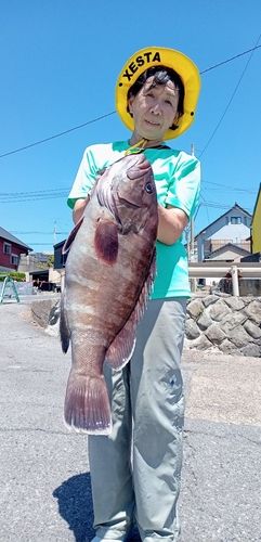 マハタの釣果