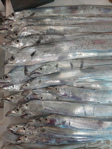 タチウオの釣果