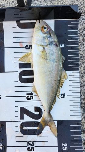 ショゴの釣果