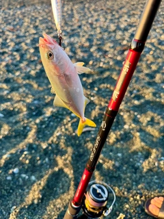 ワカシの釣果