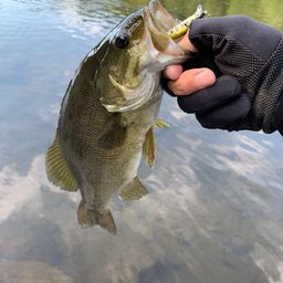 スモールマウスバス