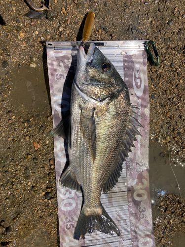 チヌの釣果