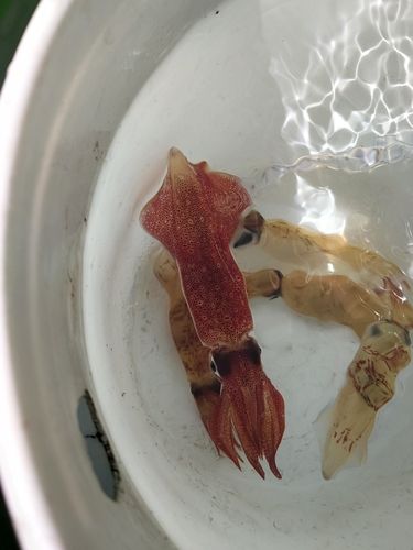 マルイカの釣果
