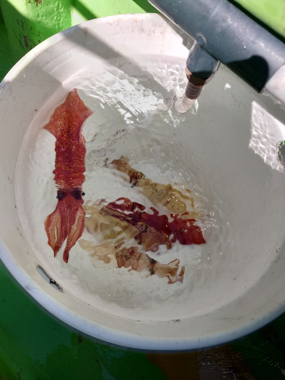 カワハギ太郎さんの釣果 2枚目の画像