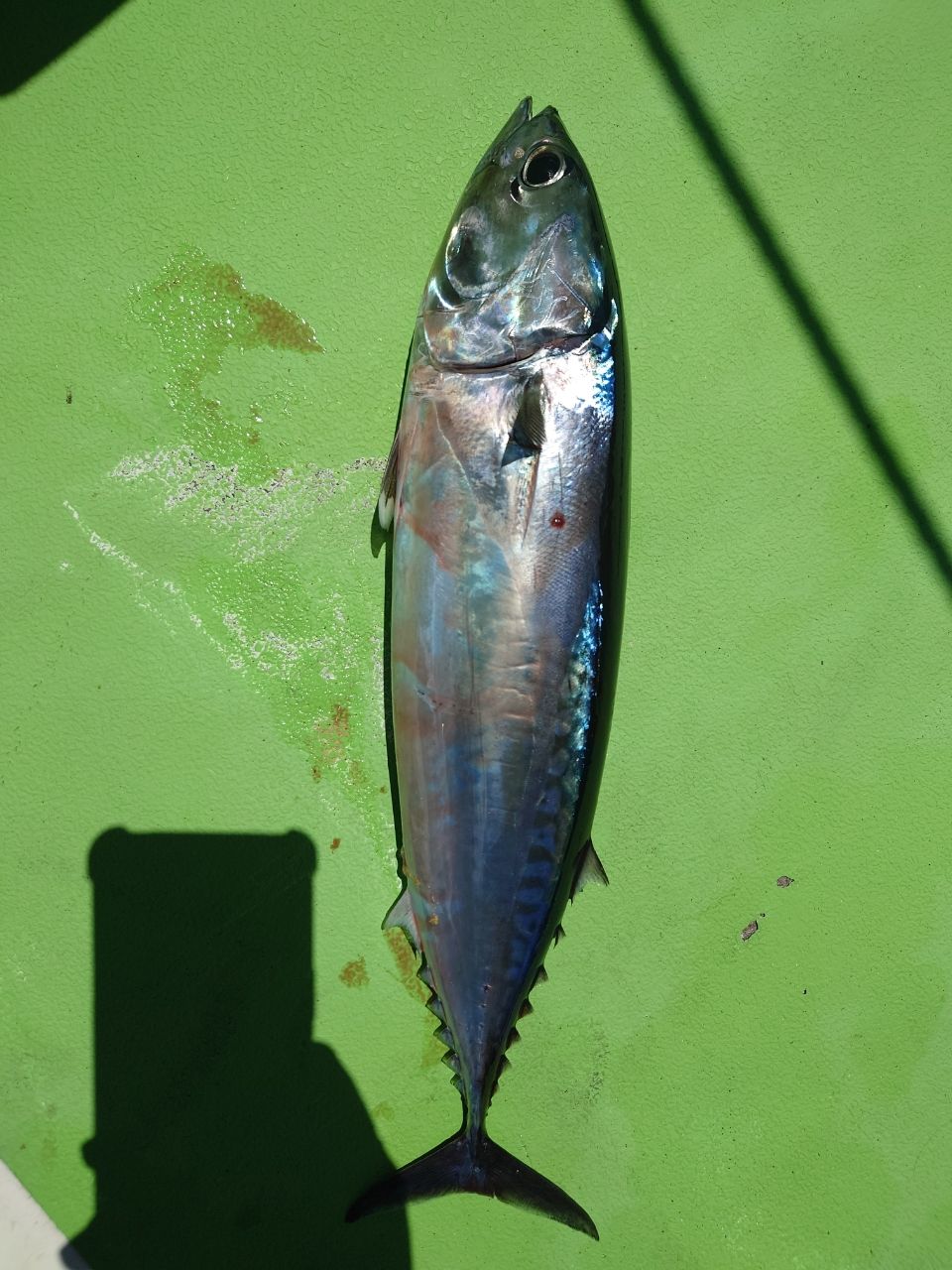 カワハギ太郎さんの釣果 3枚目の画像