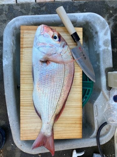 マダイの釣果