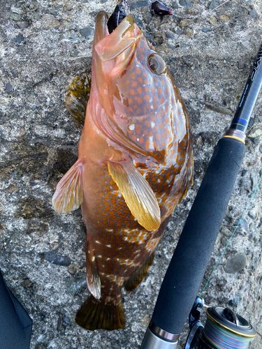 キジハタの釣果